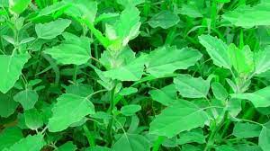 সবুজ শাকসবজির পুষ্টি ও স্বাস্থ্য উপকারিতা সবুজ শাকসবজির পুষ্টি ও স্বাস্থ্য উপকারিতা