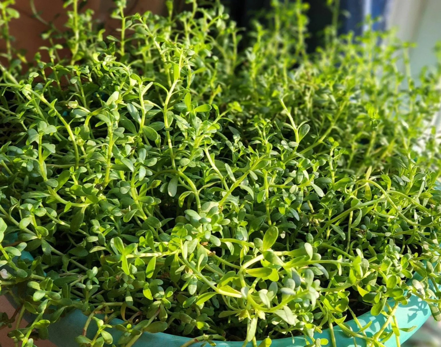 স্মৃতিশক্তি বৃদ্ধিতে ব্রাহ্মী শাকের ভূমিকা স্মৃতিশক্তি বৃদ্ধিতে ব্রাহ্মী শাকের ভূমিকা